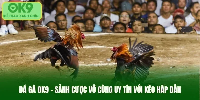 Điều gì khiến sảnh đá gà OK9 luôn được tin tưởng